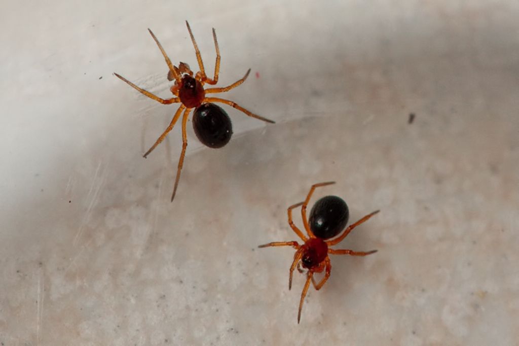 Coppia di Linyphiidae  - Malta